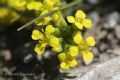 Alyssum handelii